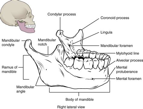 This Image Shows The Structure Of The Mandible On The Top Left A