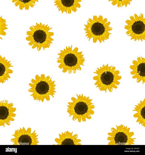 Seamless Pattern Yellow Sunflowers Isolated On White Background Simple