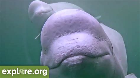 Five Fascinating Facts About Beluga Whales Never Stop Learning Youtube