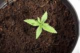 Pictures of Growing One Marijuana Plant