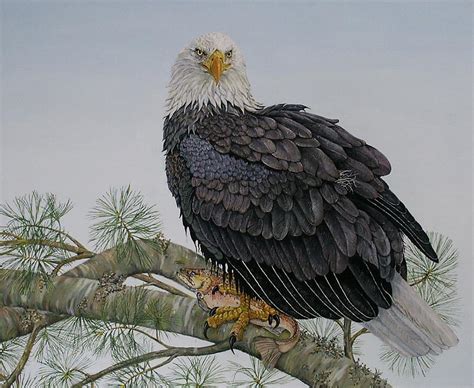 American Bald Eagle In Cape Breton Painting By Burland Murphy Pixels