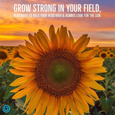 Advice From A Sunflower Quote Sunflower Quotes 20 Best Sunflower