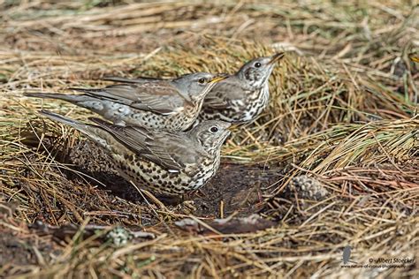 Mistle Thrush Fieldfare And Other Winter Birds At Troodos Mountains