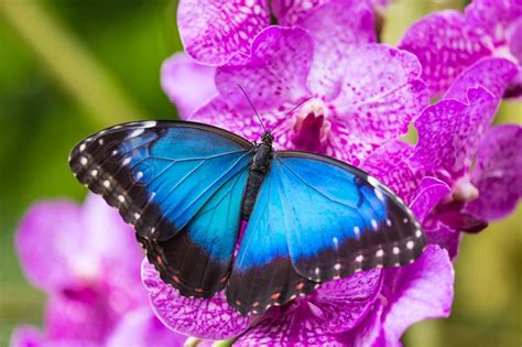 140 Things That Are Blue In Nature 2022
