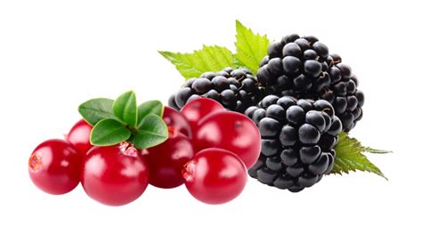 Cranberry And Blackberry Fruit Juice - Blackberry Fruit Png | Transparent PNG Download #3789276 ...