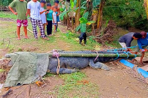 Tingnan Dambuhalang Buwaya Nahuli Sa Palawan Abs Cbn News