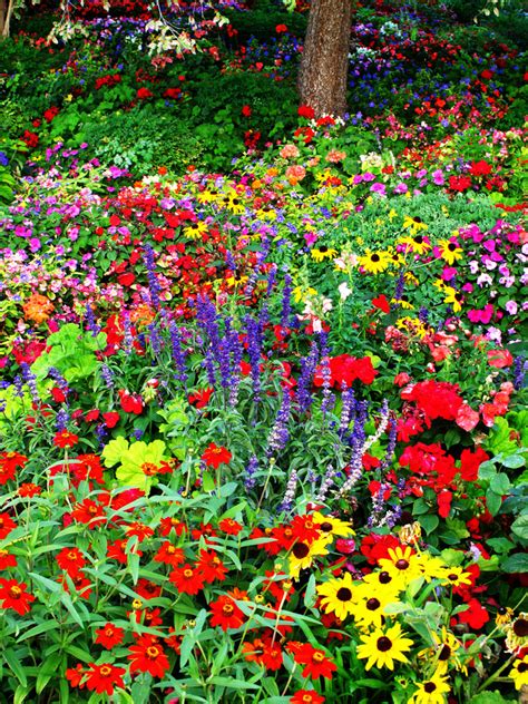 Wildflower Garden Landscaping Collection Buy Flowers
