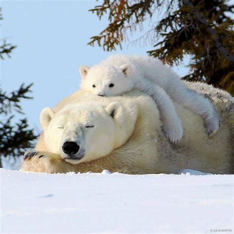 Canada Baby Polar Bears Cute Animals Polar Bear