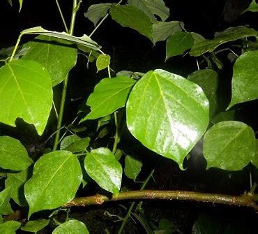 We did not find results for: Tanaman Dadap Serep - BibitBunga.com