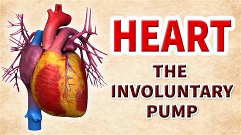 How Our Heart Works Involuntary Pump Educational Videos Human