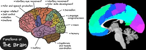 Cognition Neuroscience And Mental Health