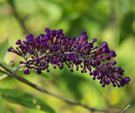 How To Grow Butterfly Bush From Seed Grower Today