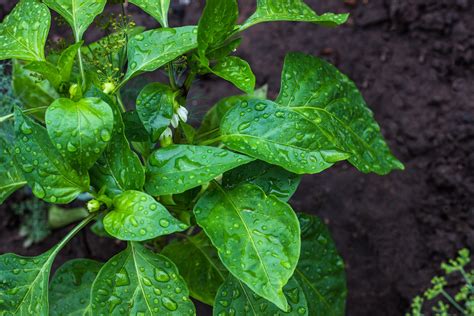 Watering Pepper Plants The Dos And Donts Pepperscale