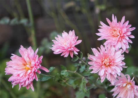 Magellanica i have become a pro with keeping them lovley all season long. Perennial Mums Zone 5 | Tyres2c