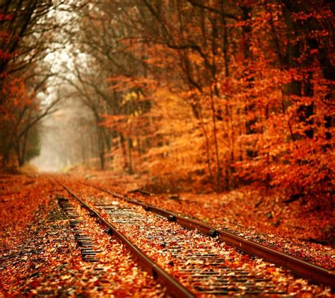 Train Tracks Covered With Autumn Leaves Wallpaper Download 960x854