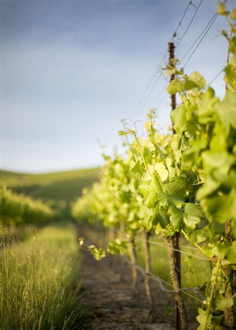 Grape Vines And Grass Wunderbares Leinwandbild Photowall