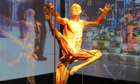 Portland Science Center To Open This Month With Body Worlds Exhibit