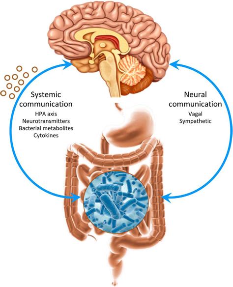 gut microbes and the brain paradigm shift in neuroscience journal of neuroscience