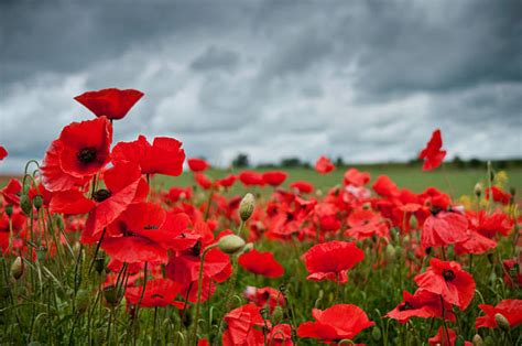 Royalty Free Poppy Pictures Images And Stock Photos Istock