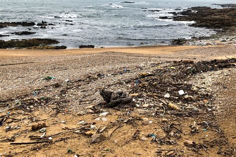praias do porto sujas levam câmara a alertar apdl para as suas obrigações portal de notícias