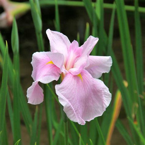 Japanese Iris Pink Lady Easy To Grow Bulbs