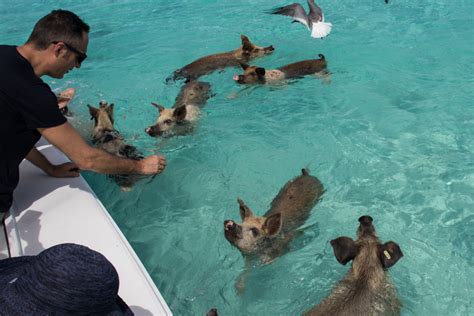 Pig Beach Comment Visiter Les Bahamas Swimming Pigs à Staniel Cay