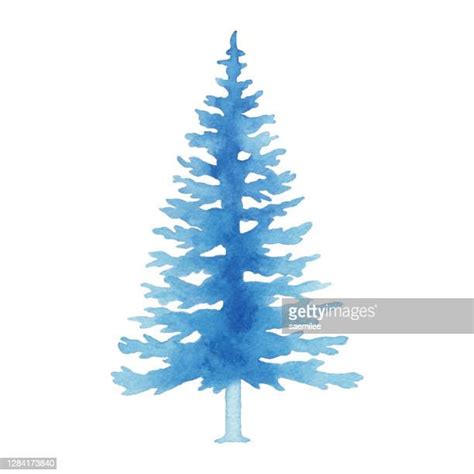 Watercolor Pine Tree Photos And Premium High Res Pictures Getty Images