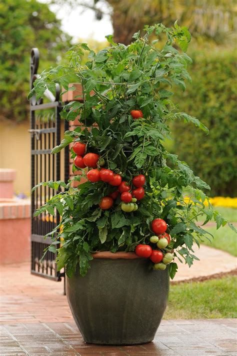 Growing Tomatoes In Pots Tomato Garden Growing Vegetables Tomato