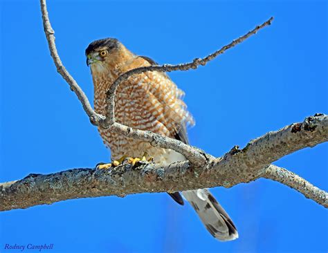 Sharp Shinned Hawk Perched In A Treetop This Sharp Shinned Flickr