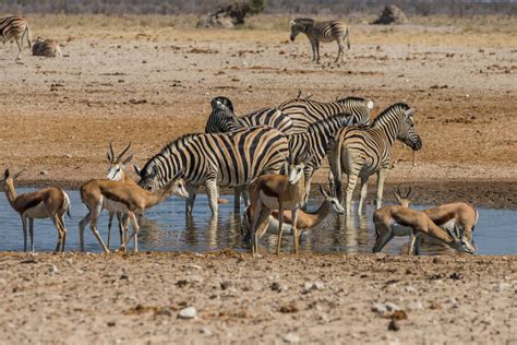 Animals Flocking Around A Waterhole Etosha National Park Namibia