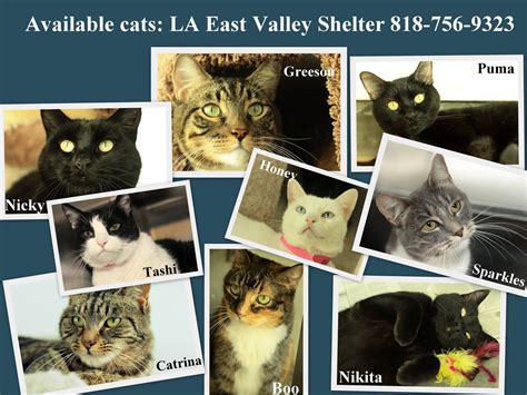EAST VALLEY SHELTER, VAN NUYS, CA Please help these kitties.....the
