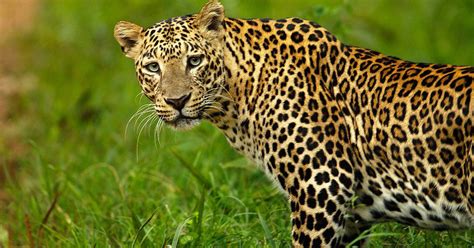Indias Leopard Population Declined By 75 Over Two Centuries Suggests