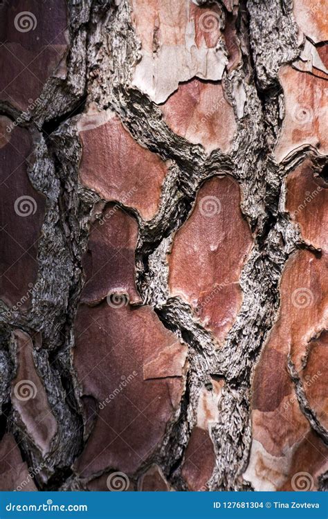 Old Wood Tree Bark Stock Photo Image Of Moss Background 127681304