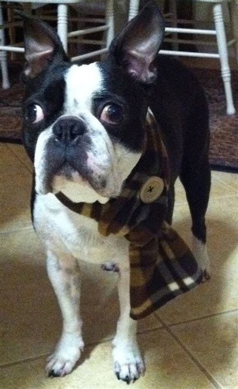 It has a compact build with a square shaped neck, straight erect. Boston Terrier, Al Hull | Boston terrier, Dog scarfs ...