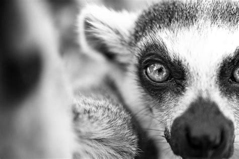The Camera Touching Lemur Photo By Panagiotis Trapatsas National