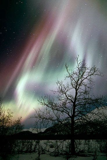 Aurora Borealis Northern Lights Alaska Nature And Wildlife Prints