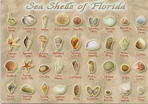 Printable Seashell Identification Chart Florida Mexico Beach