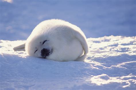 Baby Arctic Seal Sweetdesigntw