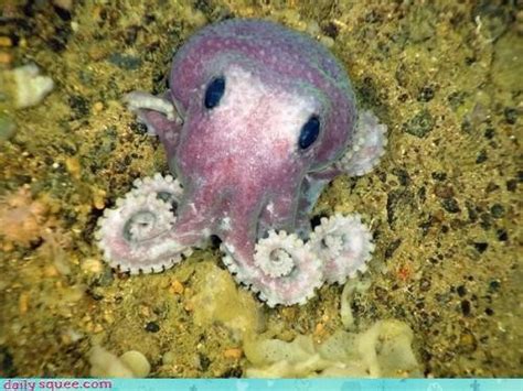 Baby Octopus Is So Small It Barely Fits On The Tip Of Your Finger