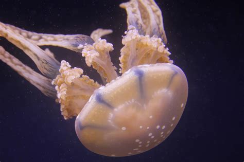 투명한 And Deadly 7개의 사실 호주 상자 Jellyfish에 관하여