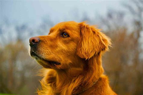 11 Reasons Why Golden Retrievers Are The Best Dogs Retriever Advice