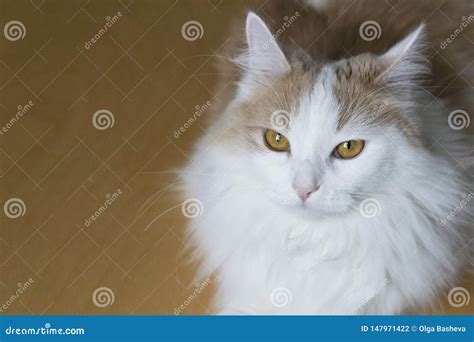 Home White Beige Cat Looks Into The Camera Muzzle Close Up Attentive