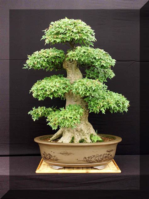 This Acer Buergerainum Has Been Growing Since Approximately 1930 And