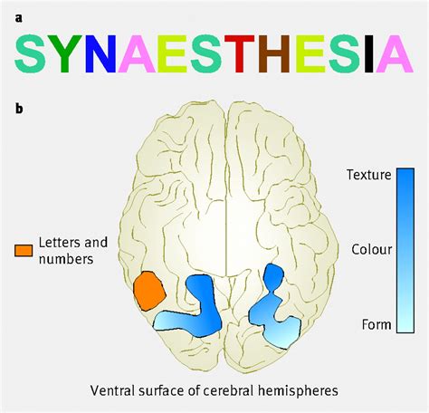synaesthesia the bmj