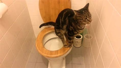 cute toilet trained cat youtube