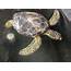 Paddy A Juvenile Green Sea Turtle Released  Gulf World Marine Institute