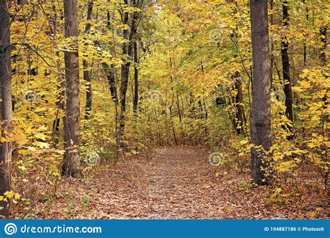 Beautiful Glorious Fall Fall Landscape Fall Forest Path Leaves Turn Yellow On Trees Golden