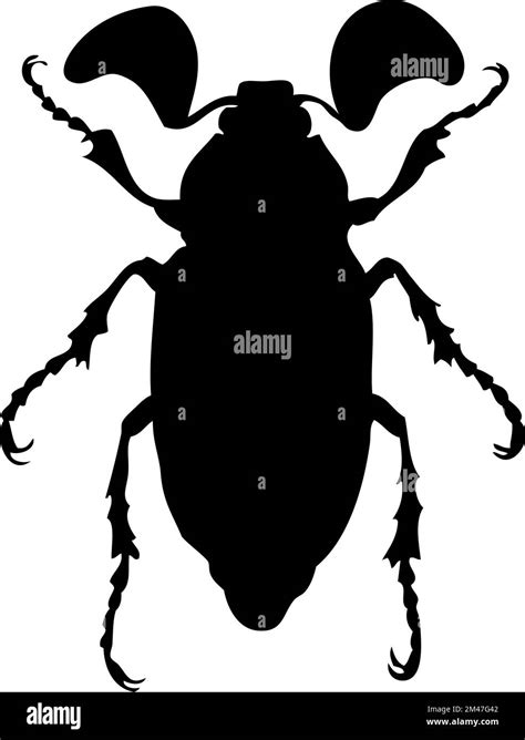 Silhouette Of Beetle Beetle Close Up Detailed Vector Beetle Icon On