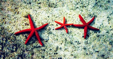 Mediterranean Red Sea Star Echinaster Sepositus Stock Image Image Of