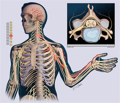 Cervical Nerve Interactive Chart Illustration By Todd Buck Medical Illustration Animation